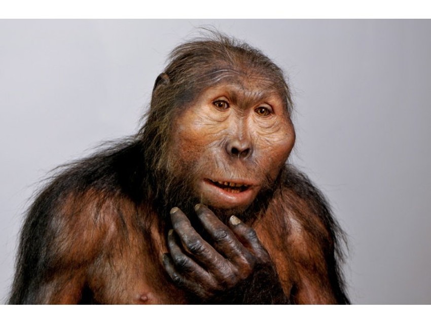 Paranthropus boisei iz istočne Afrike, živeo u epohi Pleistocena pre oko 2,3 do 1,2 miliona godina