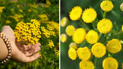 Zasiej tę roślinę w ogrodzie. Unikniesz plagi komarów i kleszczy