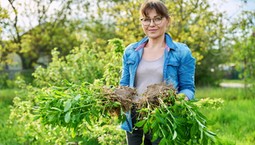 Co cztery lata byliny wieloletnie należy podzielić i przesadzić w inne miejsce