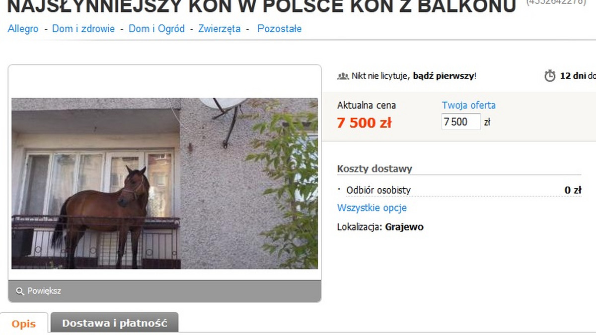 Najpopularniejszy koń w Polsce, którego zdjęcie na balkonie podbiło internet, został wystawiony na licytację. Jego aktualna cena to 7500 zł.