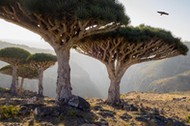 Dragon blood trees in rocky landscape, Homhil Protected Area, Socotra, Yemen