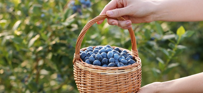 Podlej borówkę tym domowym nawozem już w marcu. Latem krzaki będą uginać się od owoców