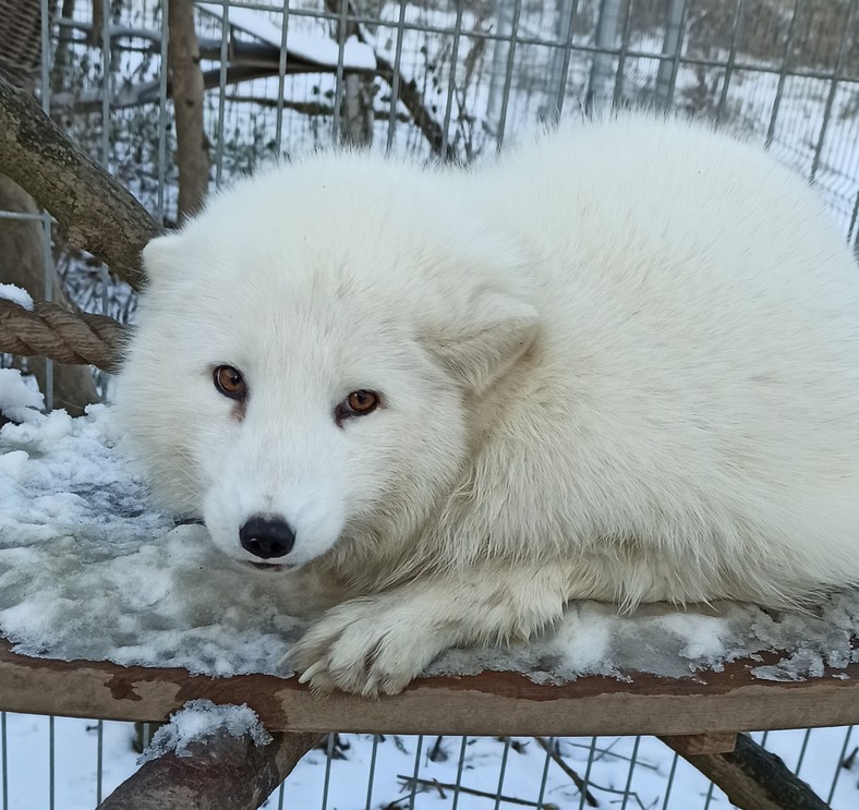 Lisica fermowa Latka