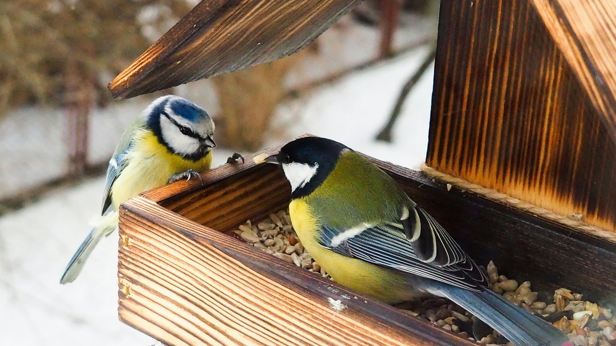 Hoci prikrmovanie vtáctva nie je nevyhnutné, určite je povolené.