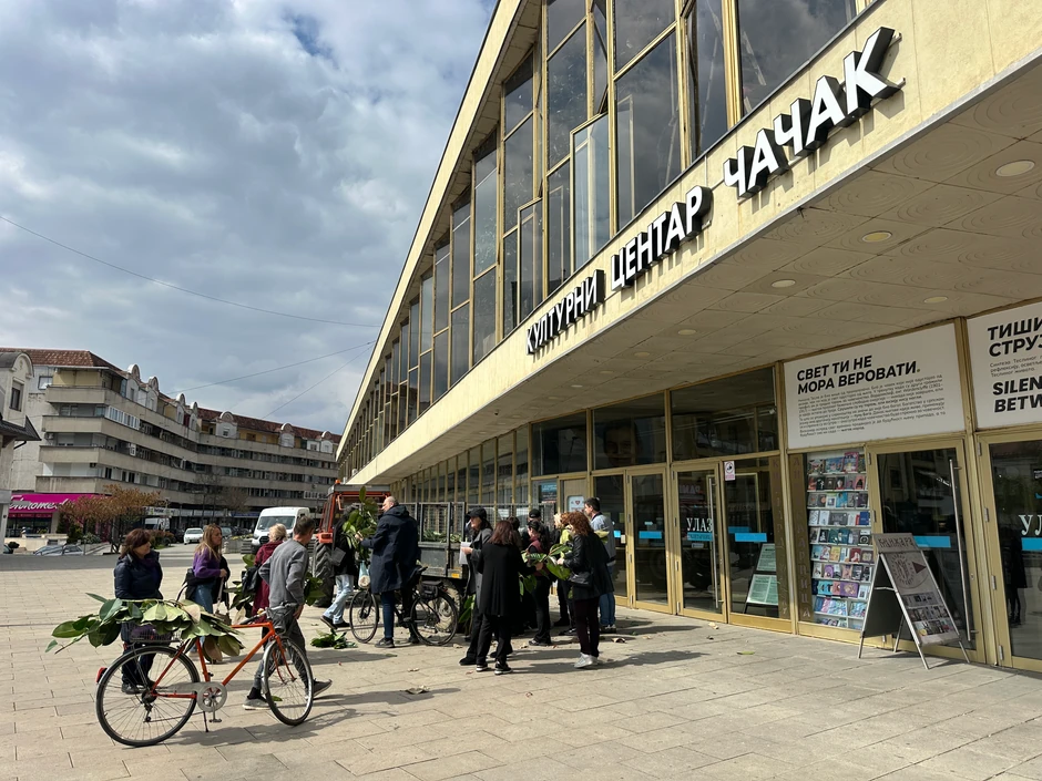 Džinovski fikus u Čačku