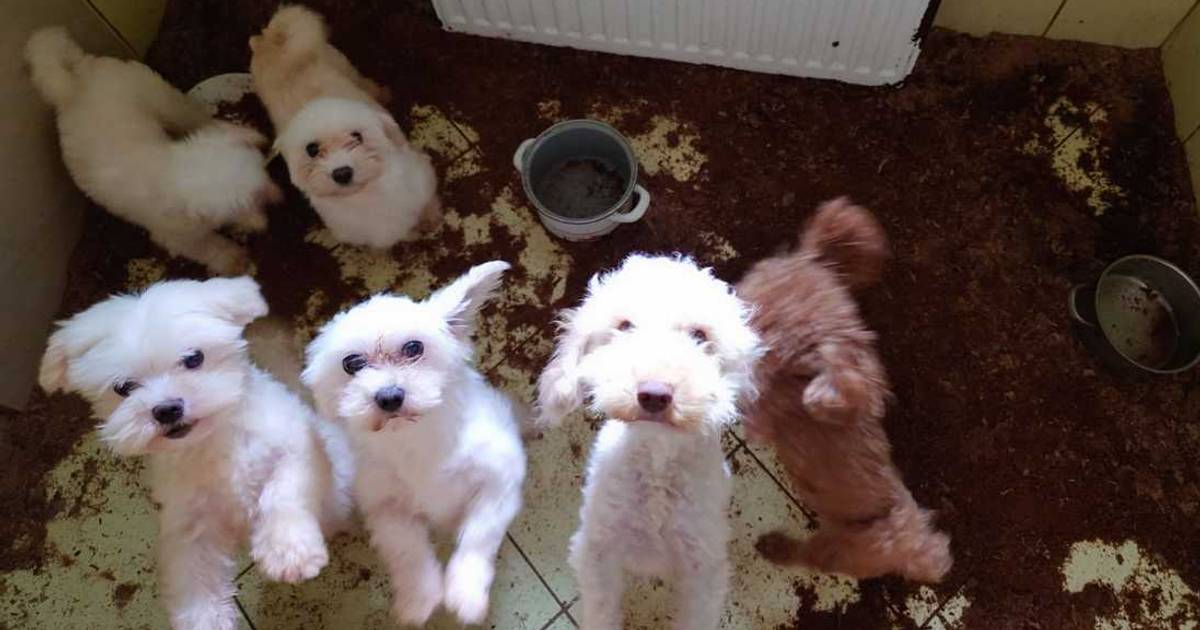 Psy siedziały we własnych odchodach, bez dostępu do wody. Policja zamknęła pseudohodowlę pod Krakowem