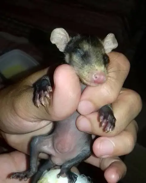 dog-adopts-opossums-baby-orphans-stephanie-maldonado-20