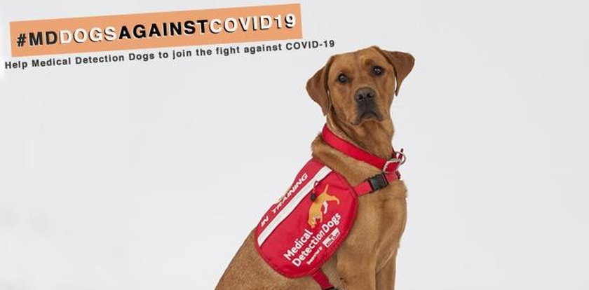 Wyszkolą psy do wykrywania koronawirusa? Sensacyjny pomysł