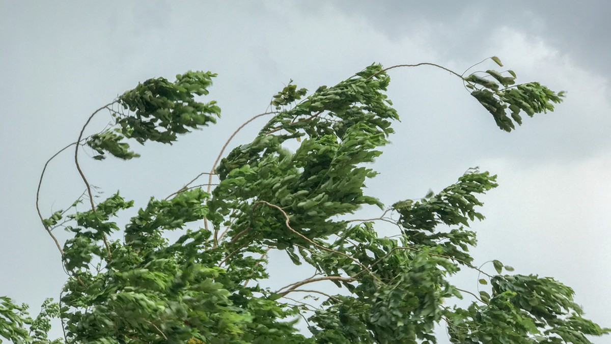 Dzisiejszej nocy na Wybrzeżu może silnie wiać. Instytut Meteorologii i Gospodarki Wodnej wydał ostrzeżenia pierwszego stopnia, które obowiązywać będą do rana.