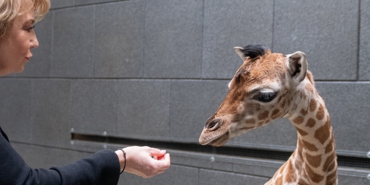 W zoo w Łodzi walczą o życie małej żyrafy porzuconej przez matkę.