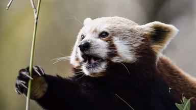 Panda ruda uciekła z ZOO w Belfaście
