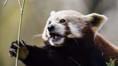 Panda ruda uciekła z ZOO w Belfaście