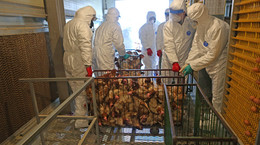 WHO: coraz częstsze przypadki ptasiej grypy zwiększają ryzyko zakażeń u ludzi