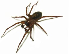 Seksualny kanibalizm ma sens