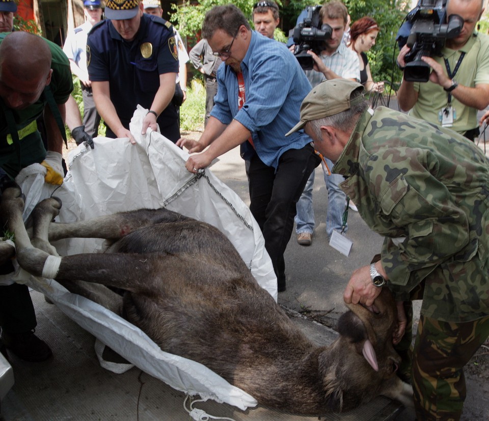 WARSZAWA URSUS ŁOŚ W MIEŚCIE