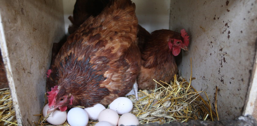 Wiejskie jaja mogą zaszkodzić. Także płodom
