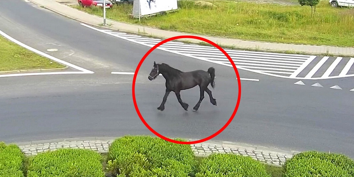 Szczecinek. Koń biegał po ulicach. 