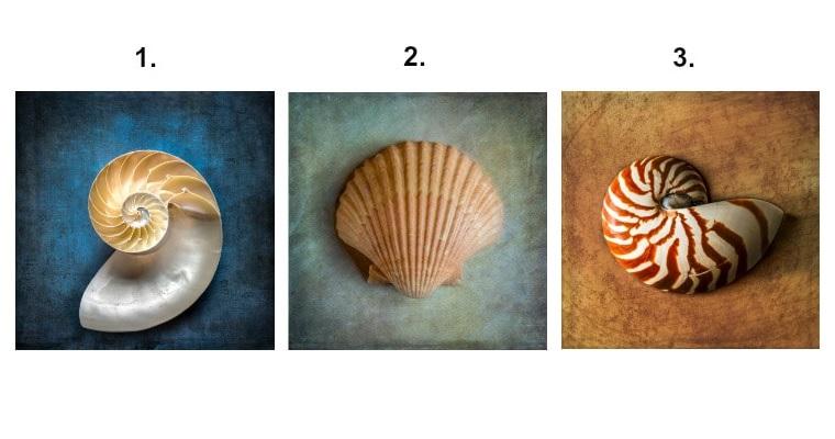 Válassz egy kagylót! (forrás: filantropikum)