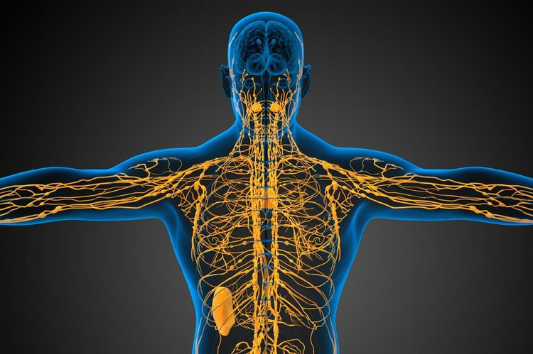 Układ limfatyczny i naczyniowy