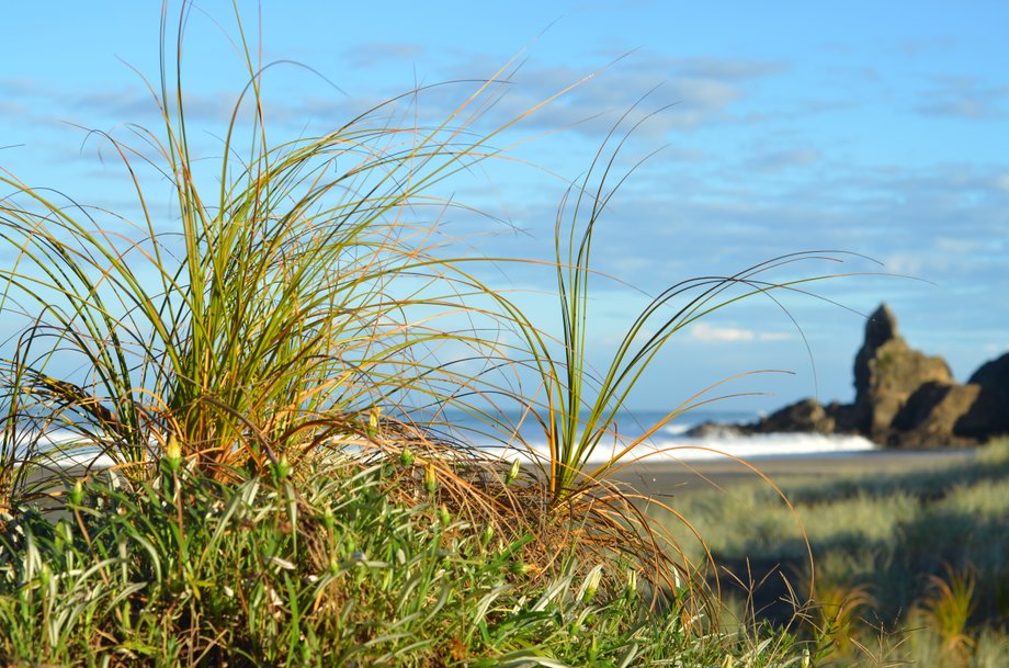 Piha