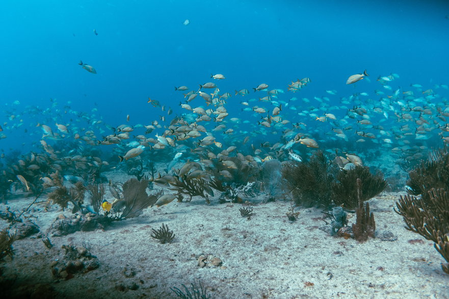 Wzrost temperatury wody w oceanach to wielkie zagrożenie dla żyjących tam organizmów