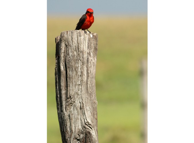 Wenezuela - Los Llanos