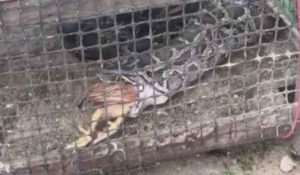 ZMIJA POVRAĆA KOKOŠKE