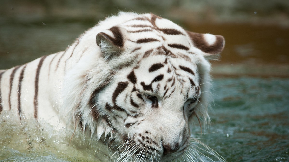 Pięciolecie Zoo Safari