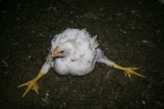 Andrew Skowron fotografuje prawdziwe życie zwierząt na fermach przemysłowych, fot. Andrew Skowron