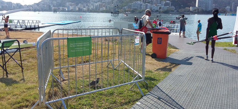 Rio de Janeiro 2016: czajka miedziana otrzymała akredytację na igrzyska