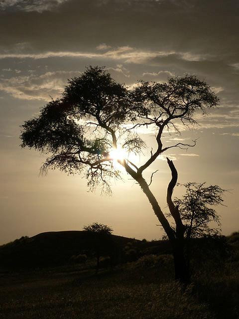 Galeria Namibia - Pustynia Namib, obrazek 4