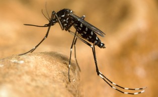 Agresywne owady z Azji uprzykrzają życie ludziom i zwierzętom