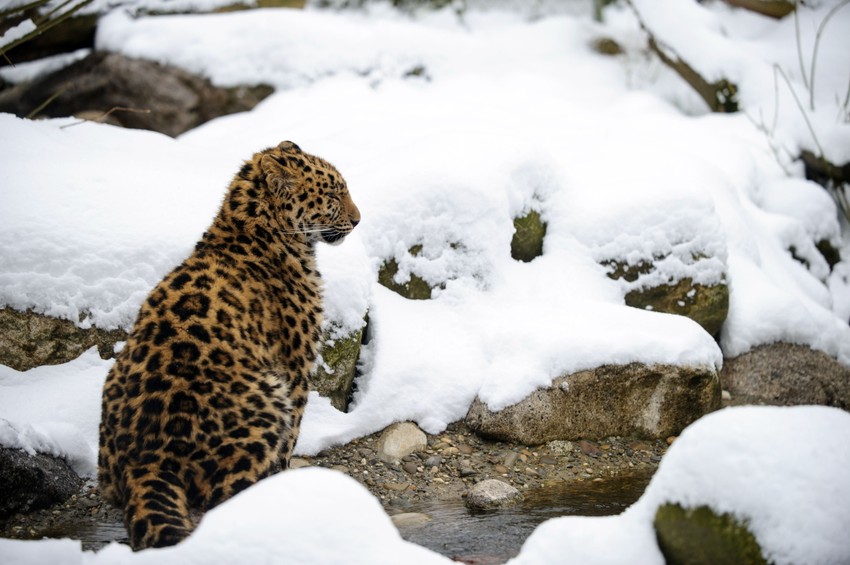 Akcija spasavanja ove ugrožene vrste uspeva: Amurski-sibisrki leopard