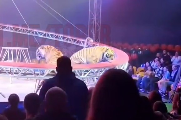 TIGAR POBEGAO IZ ARENE I KRENUO NA PUBLIKU! Panika u cirkusu, mreža se srušila u sekundi: "Krenuo je pravo ka nama!" (VIDEO)