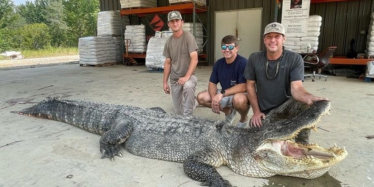 Czterej mężczyźni ze stanu Mississippi w USA wyłowili gada ciężkiego jak samochód! Gigantyczny aligator nie chciał się poddać bez walki. 