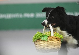 graničarski škotski ovčar