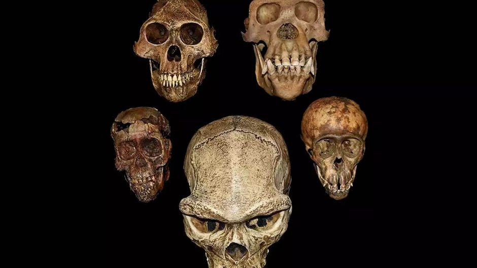 Seria czaszek hominidów (zgodnie z ruchem wskazówek zegara od lewej): młodociany australopitek, młodociany szympans, dorosły szympans, dorosły australopitek, dorosły Homo erectus