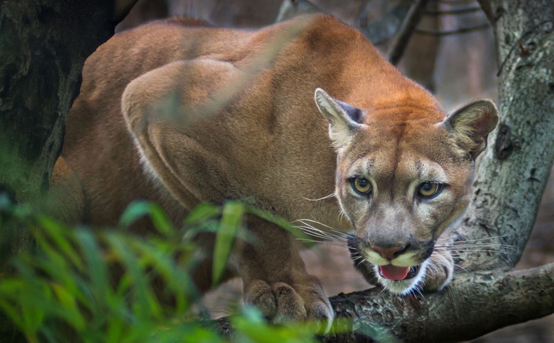 Puma płowa, czyli lew górski