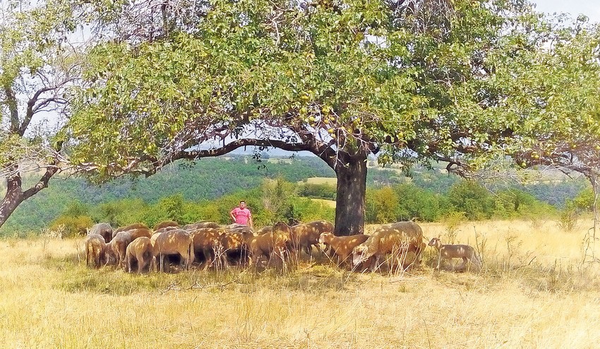 Goran Savković
sa svojim stadom ovaca