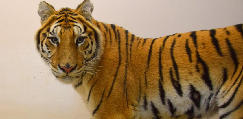 Zoo się broni w sprawie tygrysów