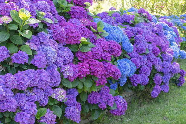 Hortensje (Hydrangea) to popularne krzewy o wielokolorowych, okazałych kwiatostanach.