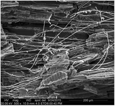 Zwęglony materiał drzewny z lasu w północnej Austrii, pochodzący z ~ 10 cm głębokości gleby. Materiał zidentyfikowano jako węgiel drzewny z Picea abies (świerk pospolity) spalonego przed 110 – cioma laty. Widoczna intensywna kolonizacja z mikoryzą