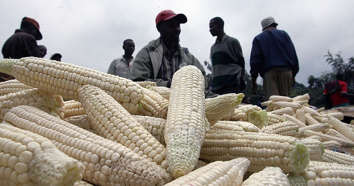 Tanzania imposes new measure on Kenyan grain traders - Vimarsana News