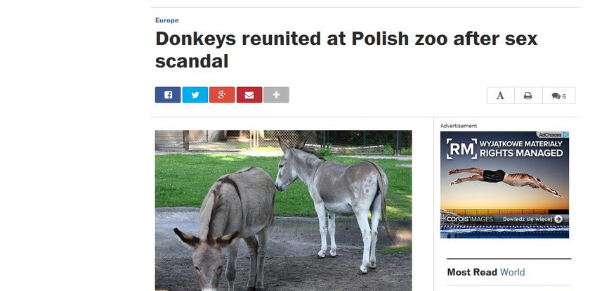 Washington Post o osłach z Poznania