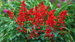 Zasiej już w lutym. Latem zachwyci kwiatami