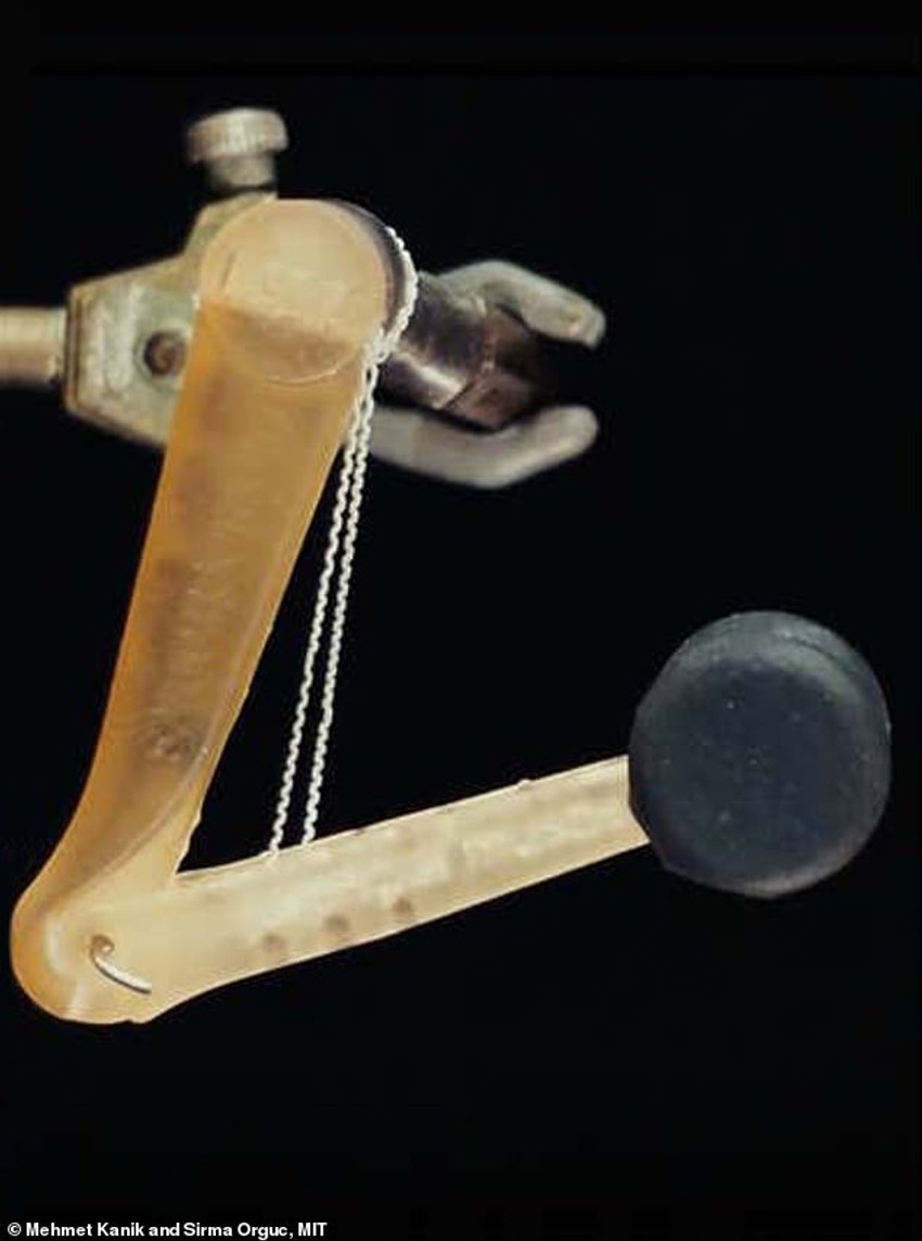 Veštački mišići naučnog tima okupljenog oko Mehmeta Kanika sa Tehnološkog instituta Masačusets