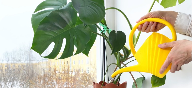 Pielęgnacja roślin doniczkowych jesienią i zimą. 4 najważniejsze zasady