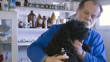 Macskanátha az állatorvos szemével: tüdőgyulladása is lehet a cicának |  EgészségKalauz
