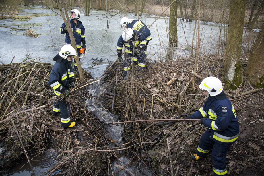 Zezwolenia na zabicie bobórw czy niszczenie tam bobrowych wydawane są w sytuacjach gdy leży to w interesie bezpieczeństwa powszechnego i względów zdrowia, np. w przypadkach gdy zwierzęta te uszkadzają wały przeciwpowodziowe czy urządzenia melioracyjne, albo niszczą drogi i nasypy kolejowe i mostów, na zdjęciu likwidacja bobrzej tamy w Gielczynie