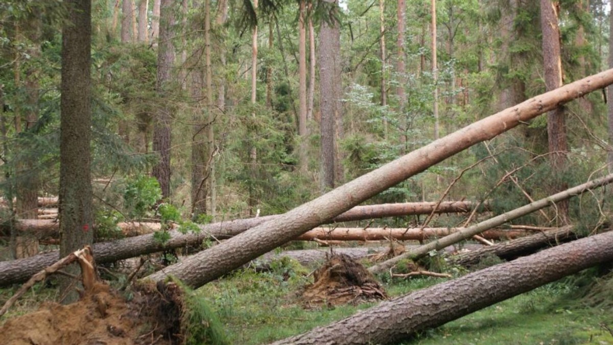 Sejmik woj. podkarpackiego zdecydował dziś o przekazaniu 120 tys. zł gminie Sośno w powiecie sępoleńskim (woj. kujawsko-pomorskie). Gmina ta ucierpiała w wyniku sierpniowych nawałnic i trąb powietrznych.